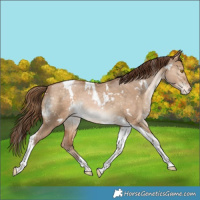 Horse Color:White Spotted Brown Pearl Dun Tobiano Appaloosa Rabicano 