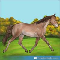 Horse Color:White Spotted Brown Pearl Rabicano