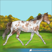 Horse Color:White Spotted Bay Pearl Tobiano Appaloosa Rabicano