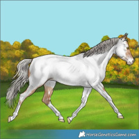 Horse Color:Silver Bay Snowdrop Pearl Dun Tobiano Near Fewspot Rabicano 