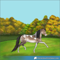 Horse Color:White Spotted Bay Dun Tobiano Blanket Rabicano 