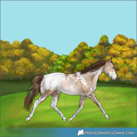 Horse Color:White Spotted Bay Pearl Dun Sabino Appaloosa Rabicano 