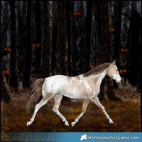 Horse Color:White Spotted Bay Pearl Dun Sabino Appaloosa Rabicano