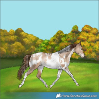 Horse Color:White Spotted Bay Pearl Dun Tobiano Varnish Rabicano