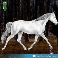 Horse Color:Gray White Spotted Silver Amber Cream Champagne Dun Splash Tobiano Frame Appaloosa Rabicano 