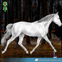 Horse Color:Gray White Spotted Silver Amber Cream Champagne Dun Splash Tobiano Frame Appaloosa Rabicano