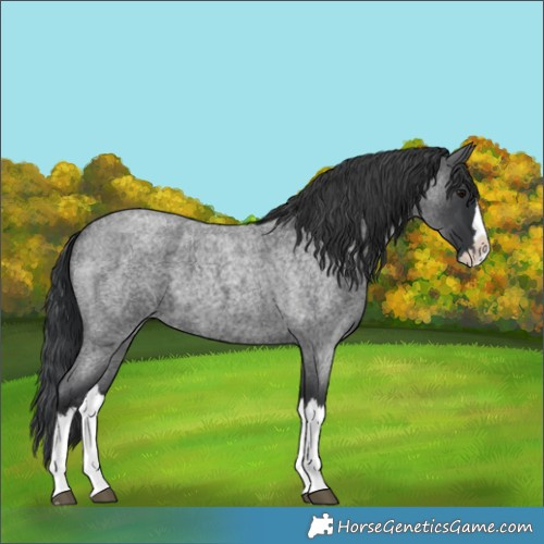 Horse Color:Blue Roan Splash 