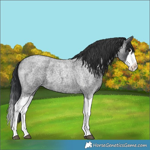 Horse Color:Blue Roan Splash 