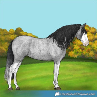 Horse Color:Blue Roan Splash