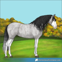 Horse Color:Grullo Roan Splash 