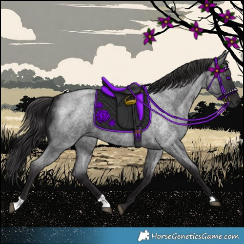 Horse Color:Smoky Blue Roan 