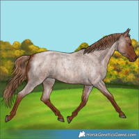 Horse Color:Red Roan 
