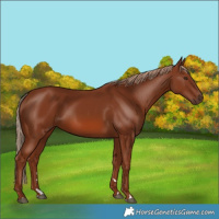 Horse Color:Chestnut 