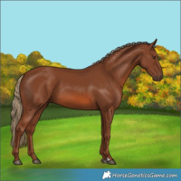Horse Color:Chestnut 