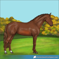 Horse Color:Chestnut 