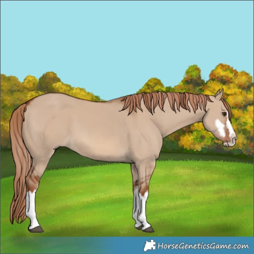 Horse Color:Red Dun Splash and Red Dun Splash Rabicano