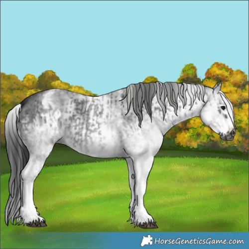 Horse Color:Gray White Spotted Black  and Gray White Spotted Black Frame 