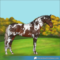 Horse Color:White Spotted Liver Chestnut