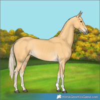 Horse Color:Palomino Tobiano