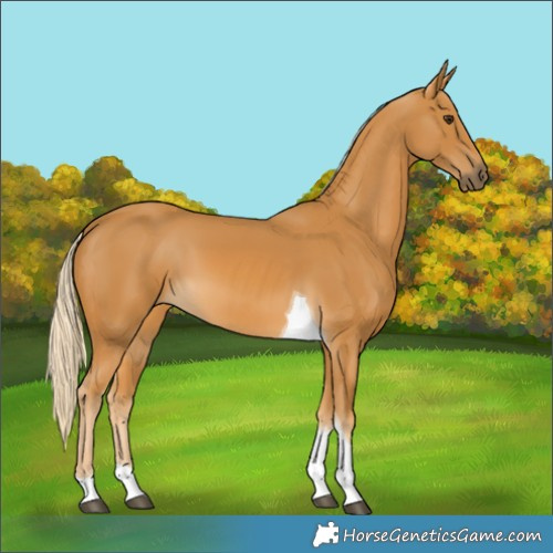 Horse Color:Palomino Tobiano 