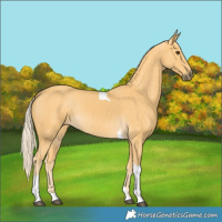 Horse Color:Palomino Tobiano 