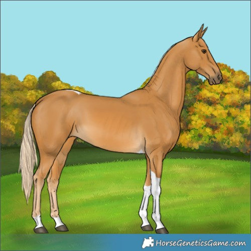 Horse Color:Palomino Tobiano 