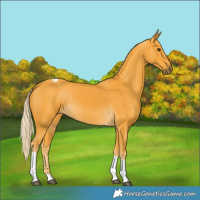 Horse Color:Palomino Tobiano