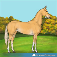 Horse Color:Palomino Tobiano 