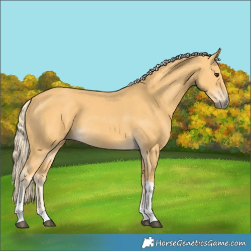 Horse Color:Palomino Tobiano 