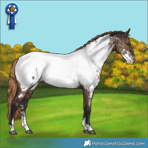 Horse Color:Liver Red Dun Sabino Appaloosa Rabicano Brindle 