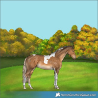 Horse Color:Chocolate Palomino Tobiano 