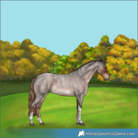 Horse Color:Liver Red Roan Tobiano