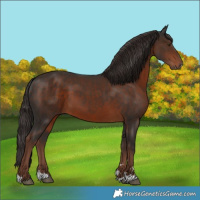 Horse Color:Liver Chestnut