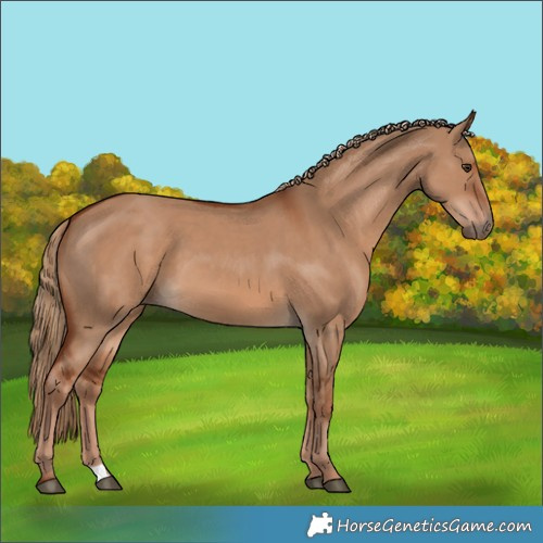 Horse Color:Red Dun