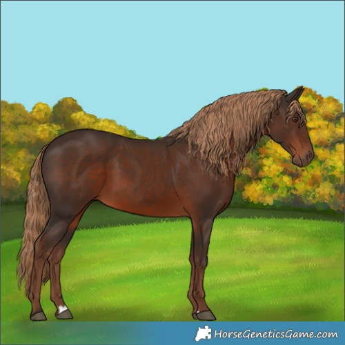 Horse Color:Liver Chestnut 