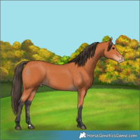 Horse Color:Bay Appaloosa 
