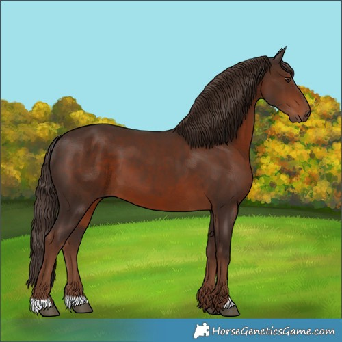 Horse Color:Liver Chestnut 