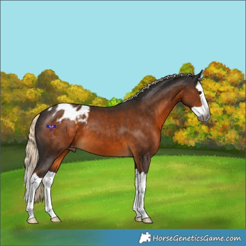 Horse Color:Gray Chocolate Palomino Splash Appaloosa 