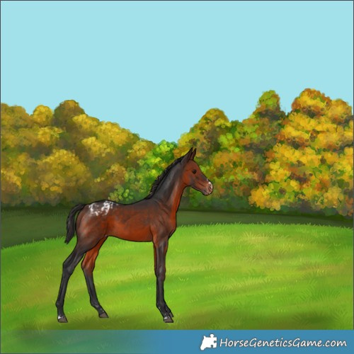 Horse Color:Brown Varnish Rabicano  and Brown Blanket 