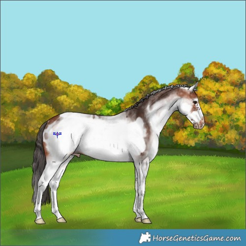 Horse Color:White Spotted Bay Frame Appaloosa Rabicano 