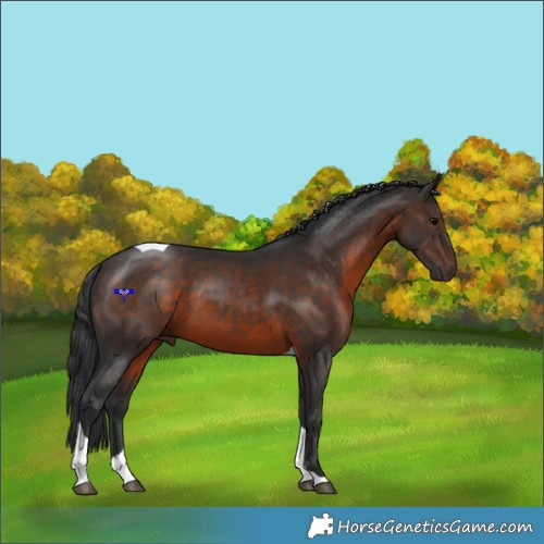 Horse Color:Brown Tobiano 