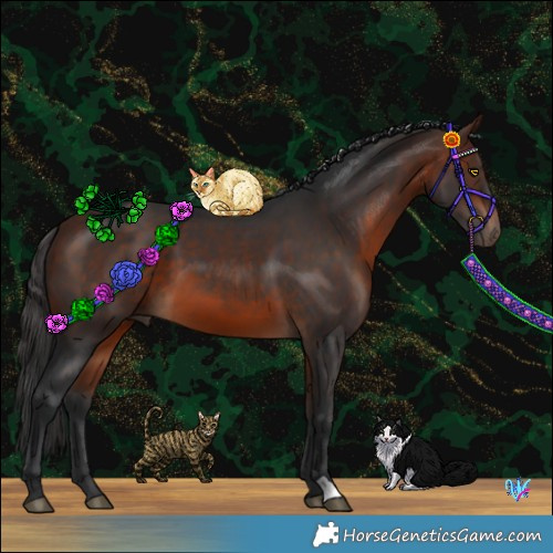 Horse Color:Bay 