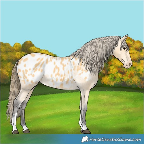 Horse Color:Buckskin Tobiano Appaloosa 
