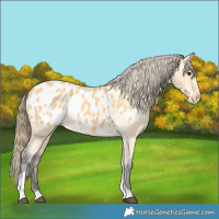 Horse Color:Buckskin Tobiano Blanket 