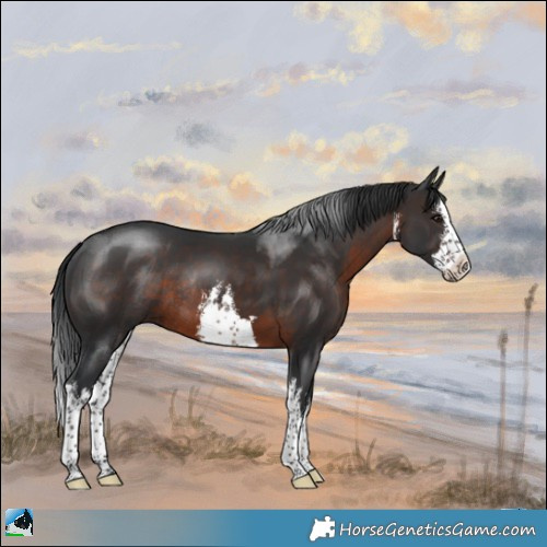 Horse Color:White Spotted Brown Mushroom Splash Rabicano 