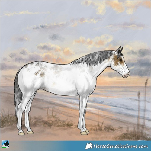 Horse Color:White Spotted Buckskin Rabicano 