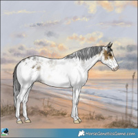 Horse Color:White Spotted Buckskin Rabicano