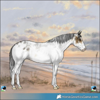 Horse Color:White Spotted Buckskin Rabicano