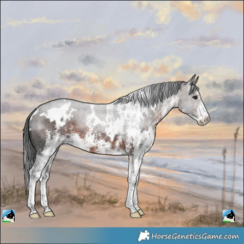 Horse Color:White Spotted Brown