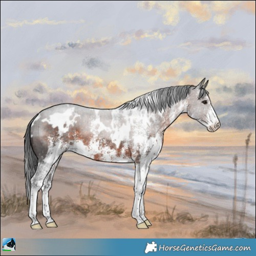 Horse Color:White Spotted Brown